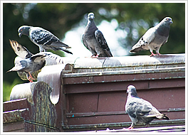 グループパートナー募集